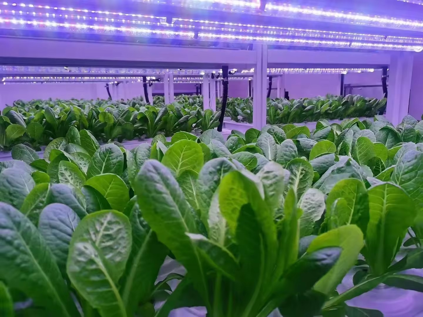 f المعدات الزراعية الدفيئة تنم - مراجعة Hydroponic Tower وسعره
