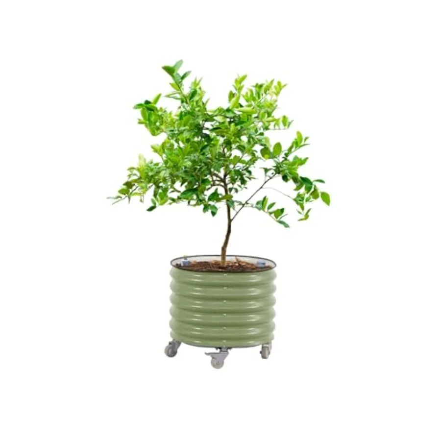 وعاء زراعة شجرة الحمضيات الدوا - مراجعة Self Watering Planter وسعره
