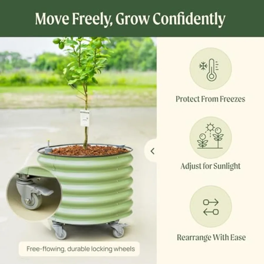 وعاء زراعة شجرة الحمضيات الدوا - مراجعة Self Watering Planter وسعره
